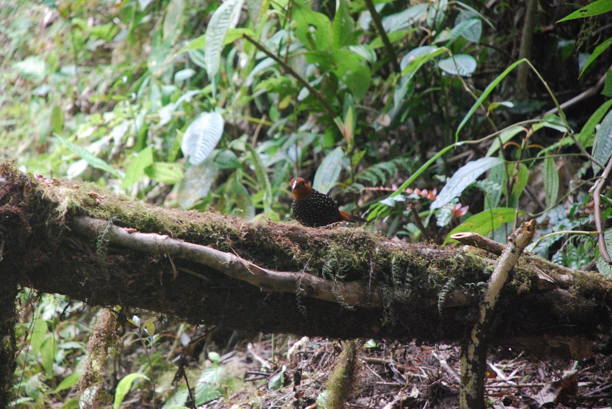 Ocellated Tapaculo - ML511343321
