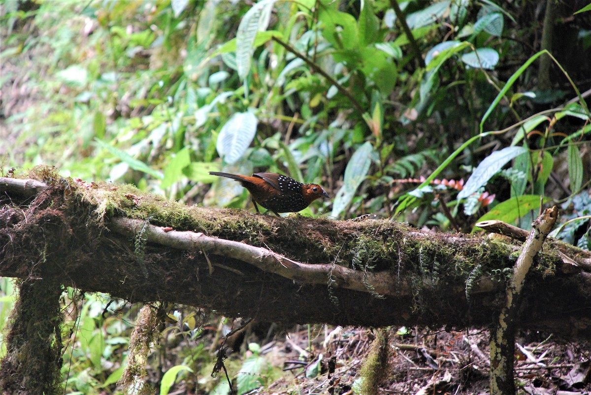 Ocellated Tapaculo - ML511343331