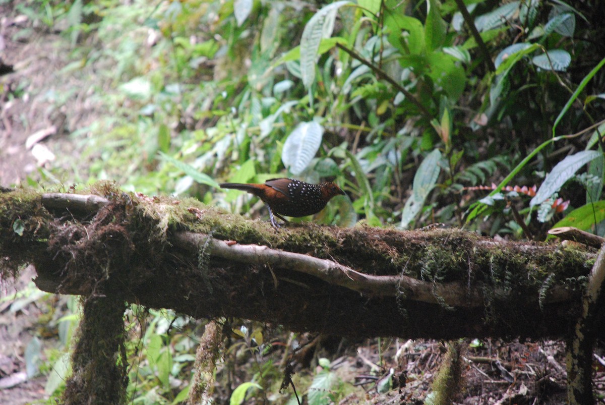 Ocellated Tapaculo - ML511343361