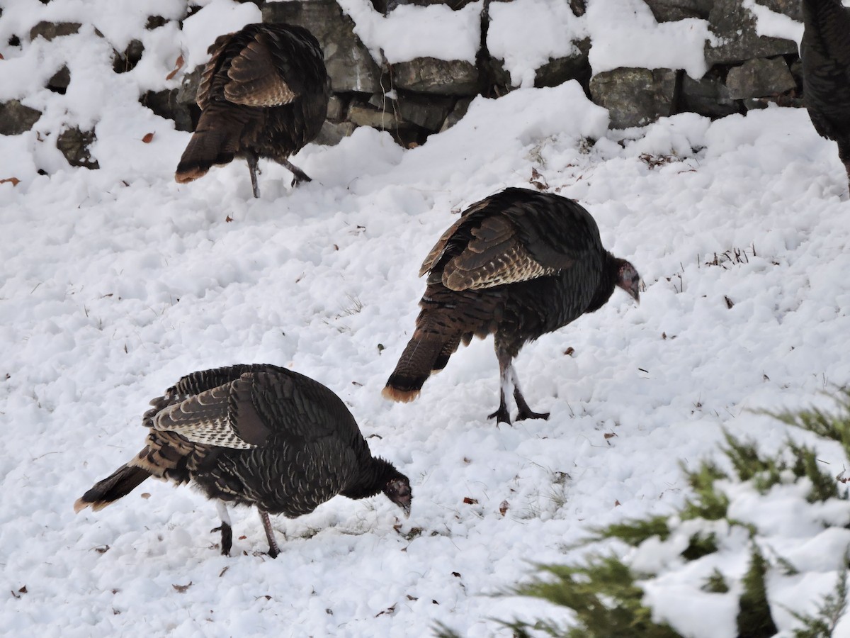 Wild Turkey - ML511343791