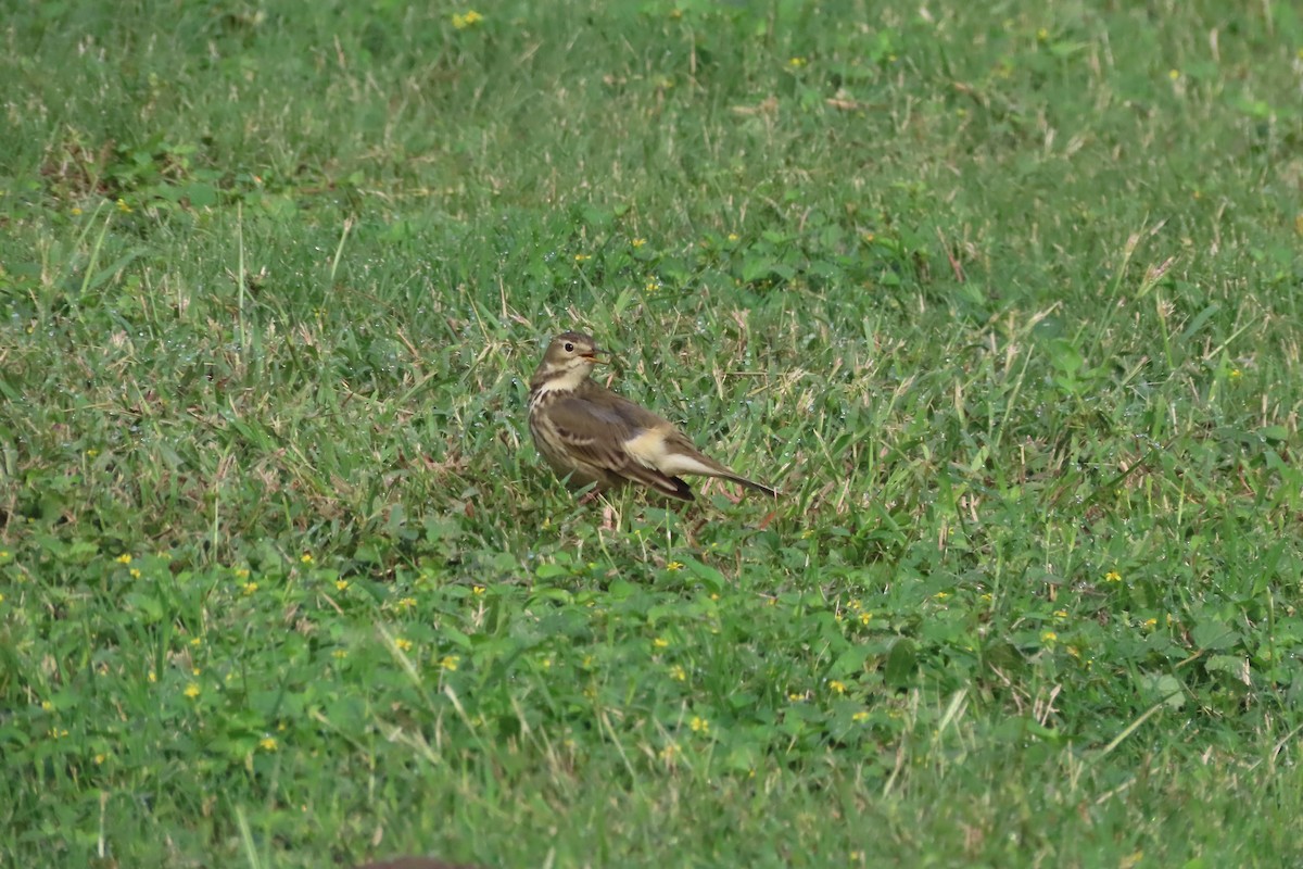 American Pipit - ML511343921
