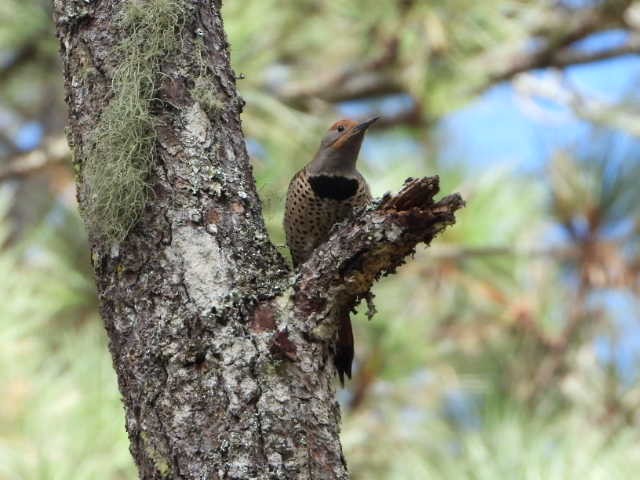 Guatemalan Flicker - ML511344281