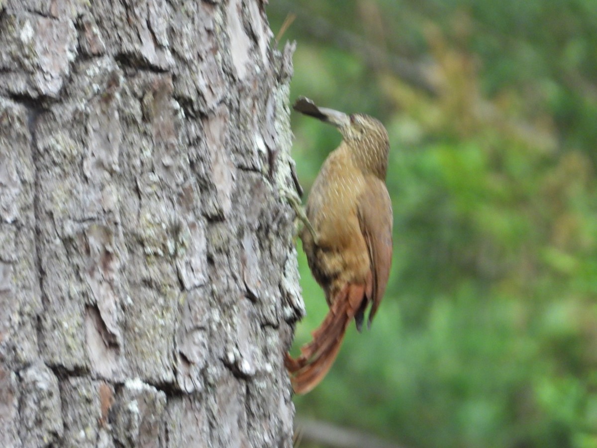 Strong-billed Woodcreeper - ML511344781