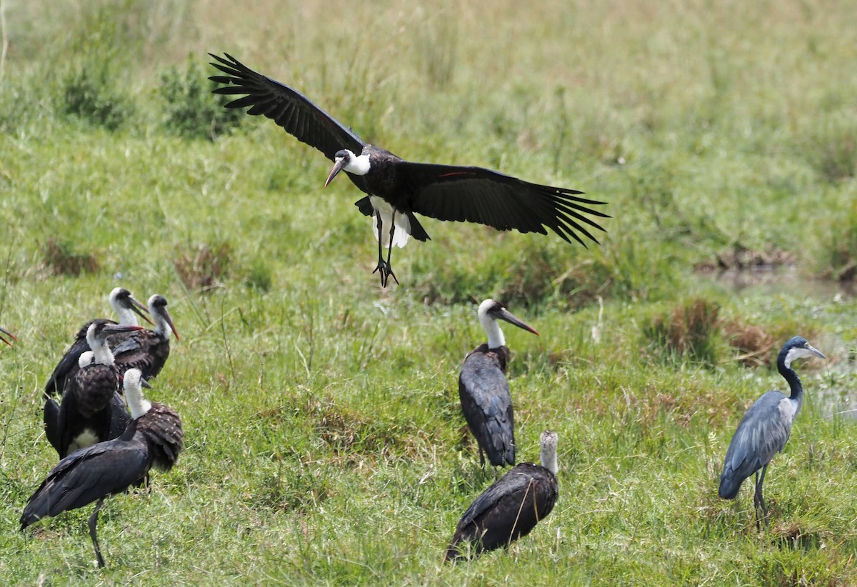African Woolly-necked Stork - ML511344941