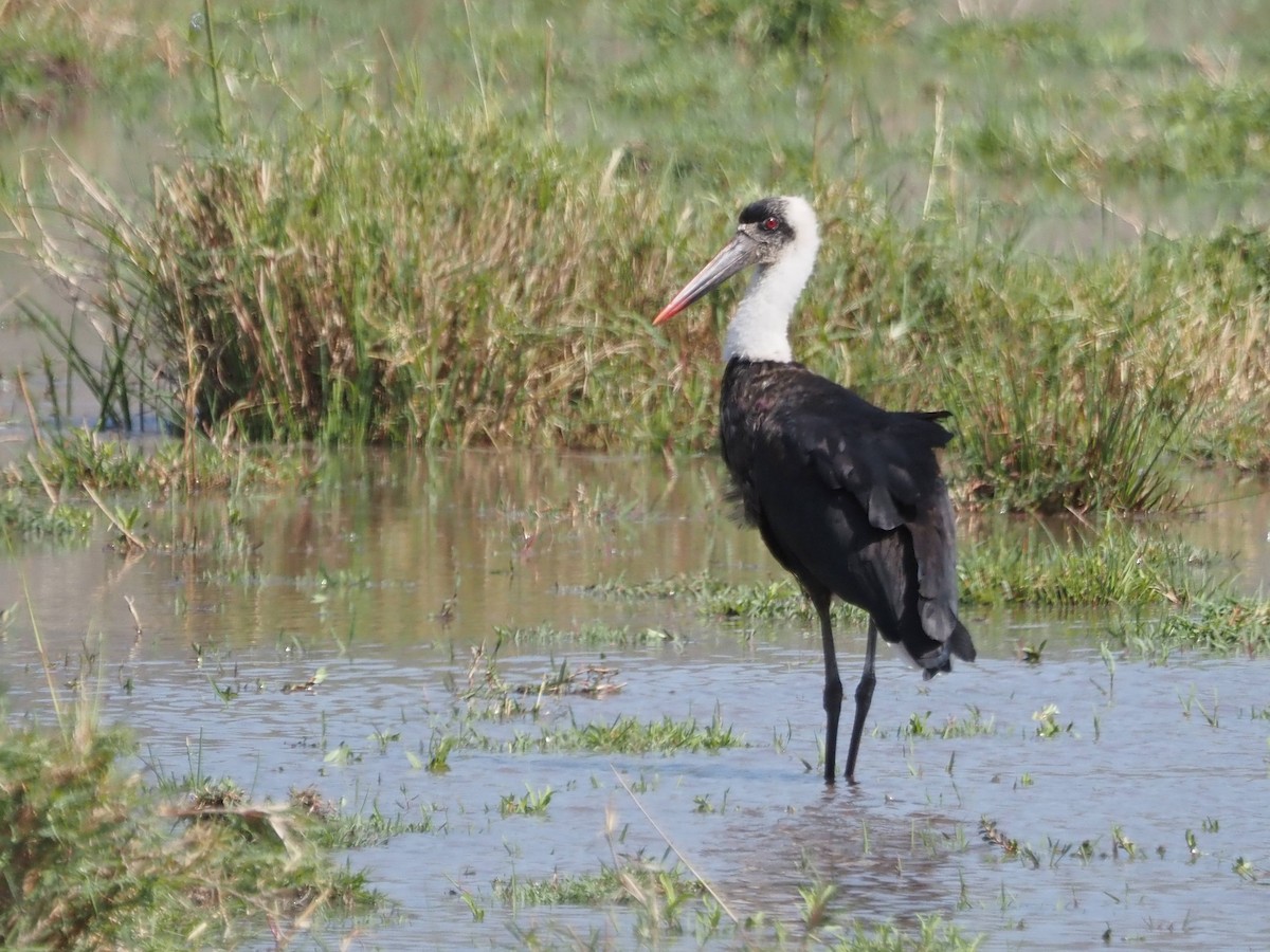 African Woolly-necked Stork - ML511344951
