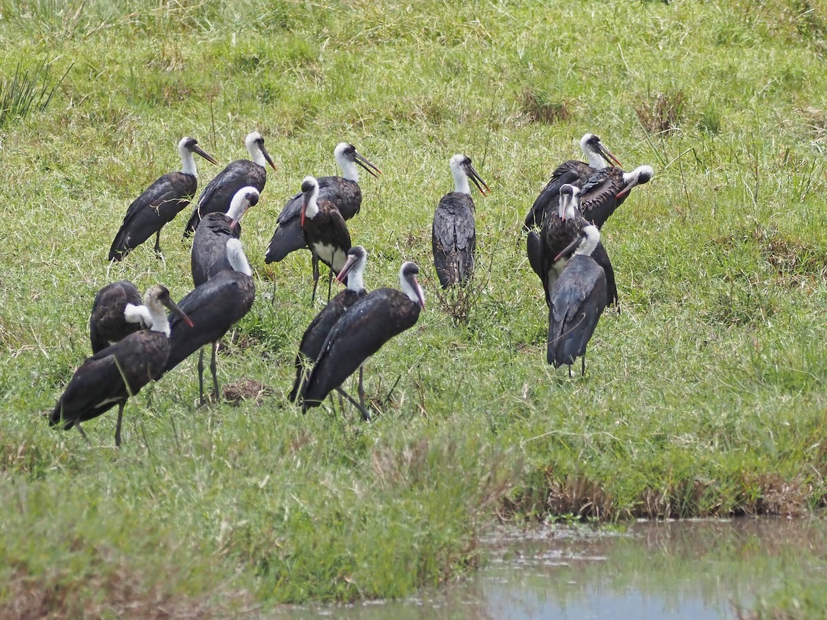 African Woolly-necked Stork - ML511344961