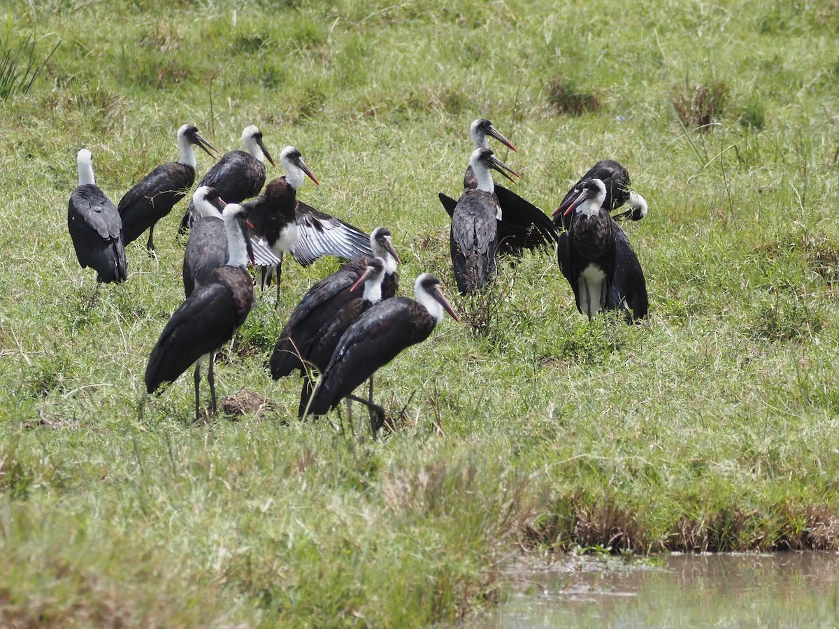 African Woolly-necked Stork - ML511344971