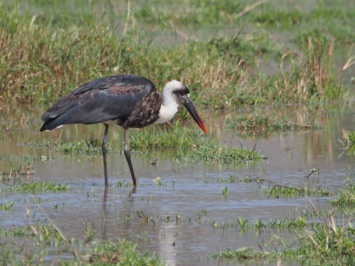 African Woolly-necked Stork - ML511344981