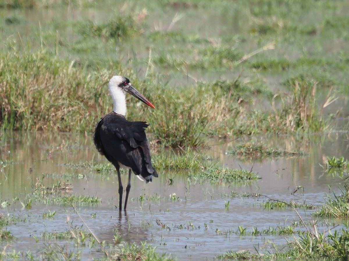 African Woolly-necked Stork - ML511344991
