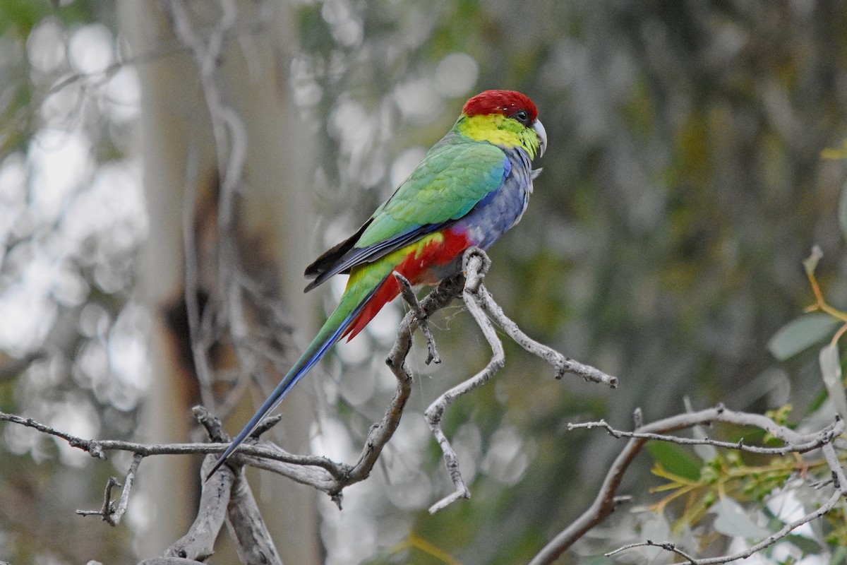 Red-capped Parrot - ML51134501