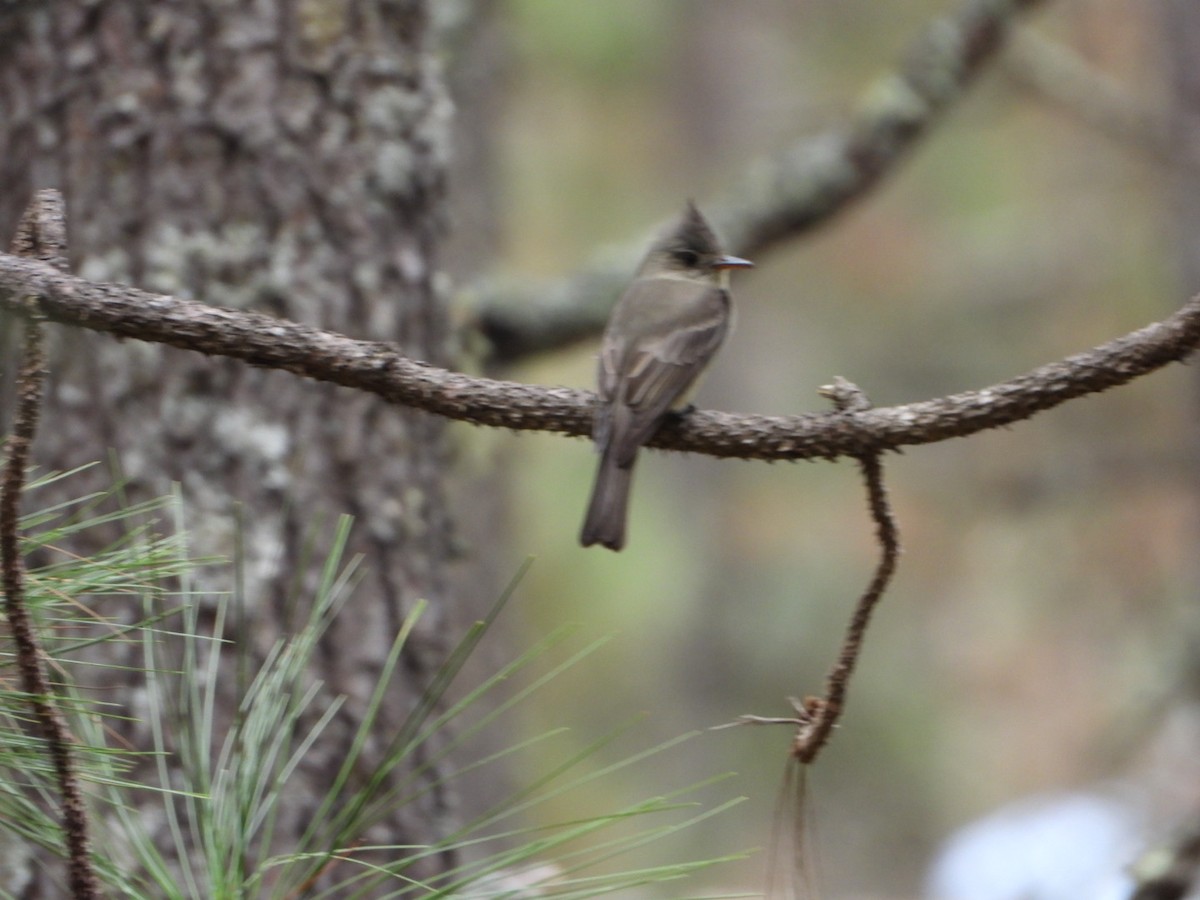 Greater Pewee - ML511345121