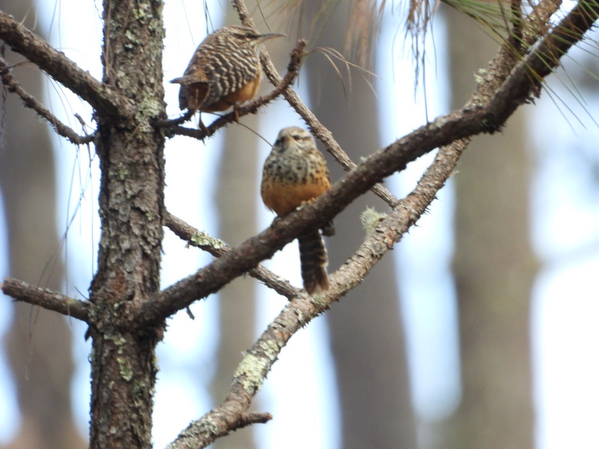 Band-backed Wren - ML511345441