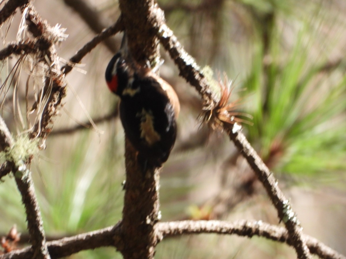 Hairy Woodpecker - ML511345461