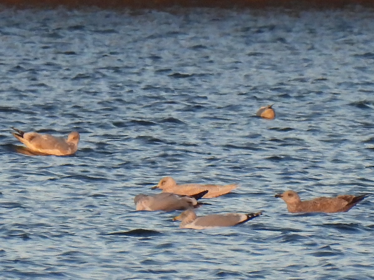 Gaviota Groenlandesa - ML511345541