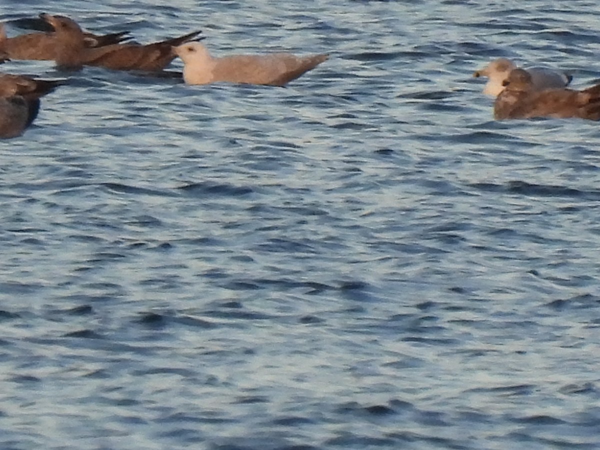 Gaviota Groenlandesa - ML511345551