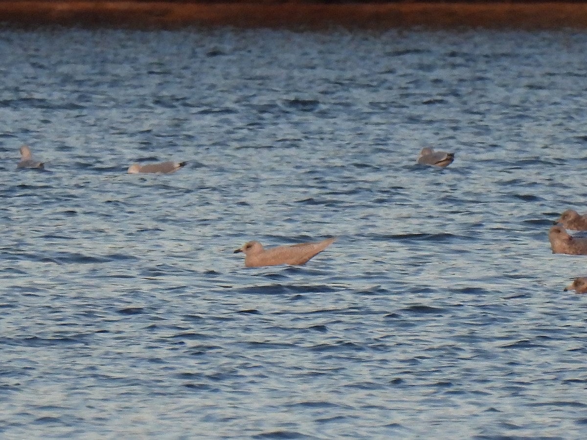 Iceland Gull - ML511345561