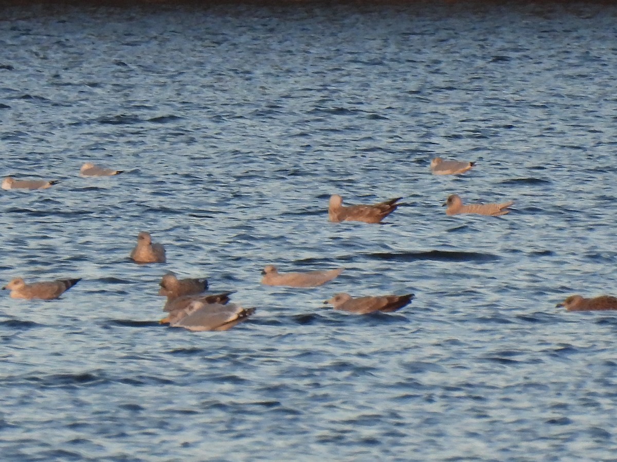 Iceland Gull - ML511345591