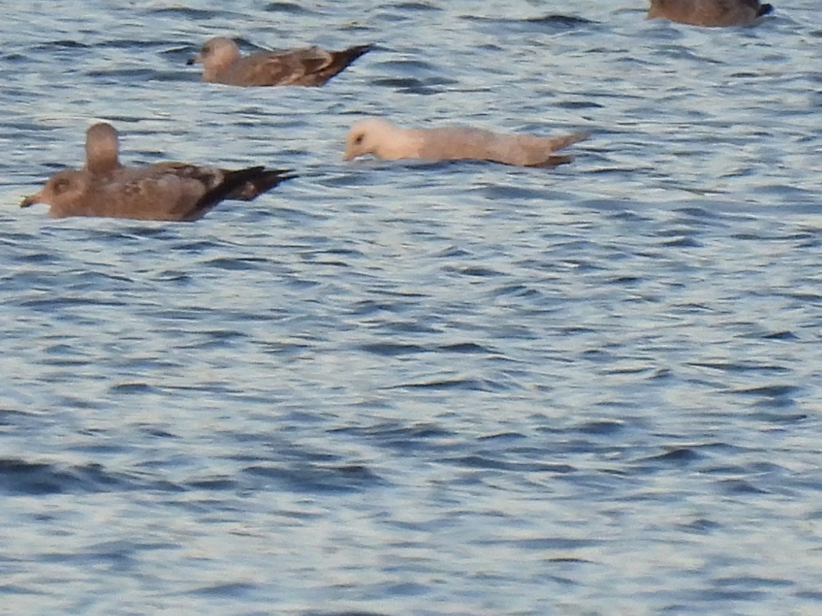 Iceland Gull - ML511345601