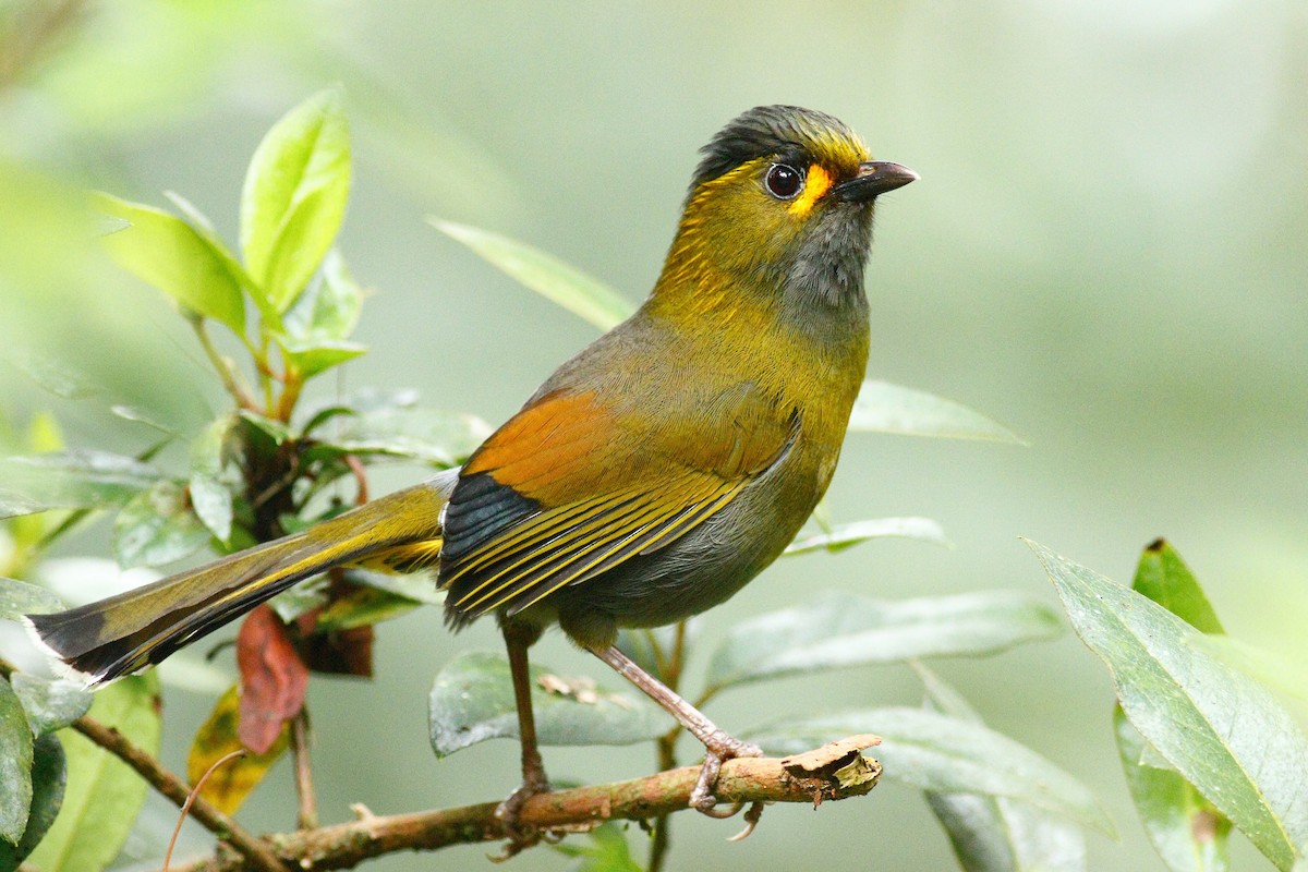 Taiwan Liocichla - ML511348691