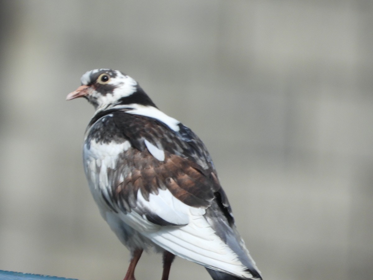 Rock Pigeon (Feral Pigeon) - ML511349841