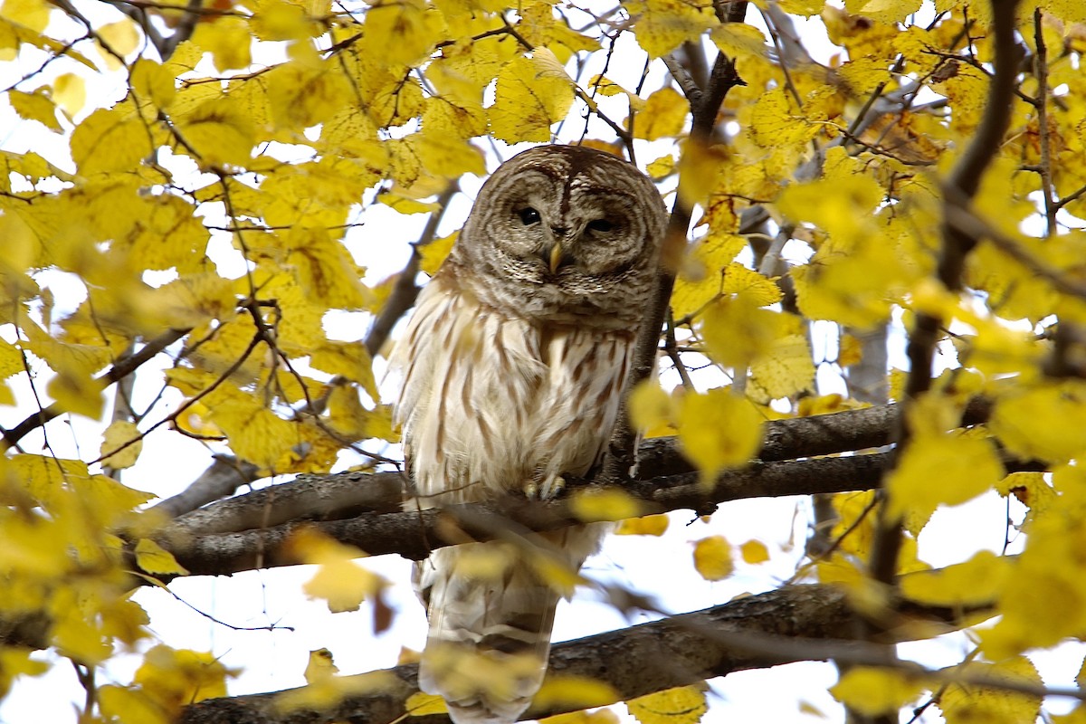 Barred Owl - ML511350191