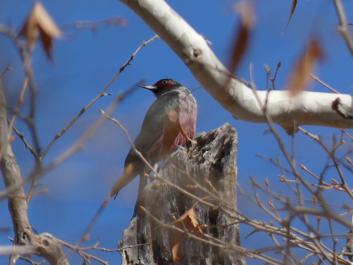 Lewis's Woodpecker - ML511350831