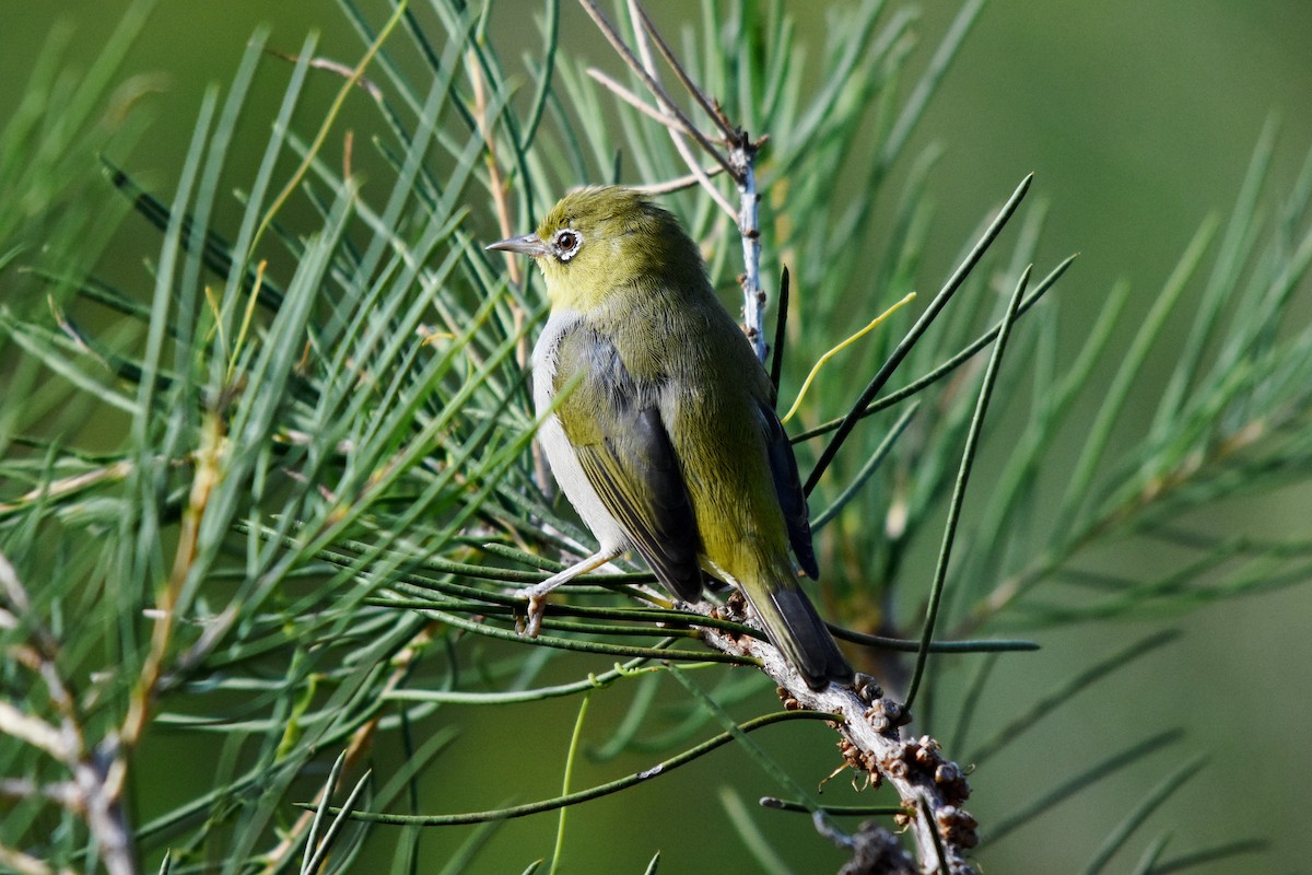 Zostérops à dos gris - ML51135271