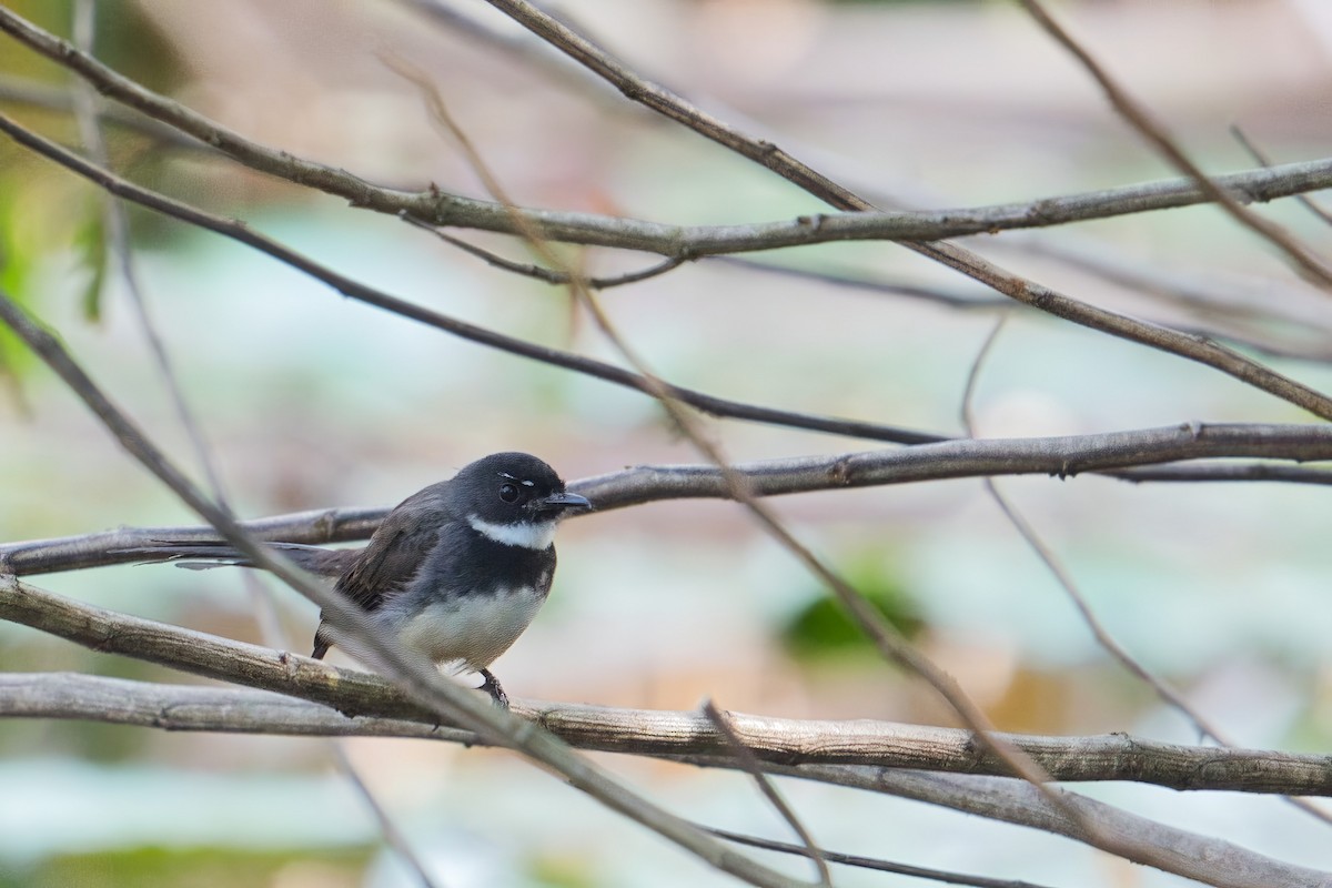 Malaysian Pied-Fantail - ML511352821