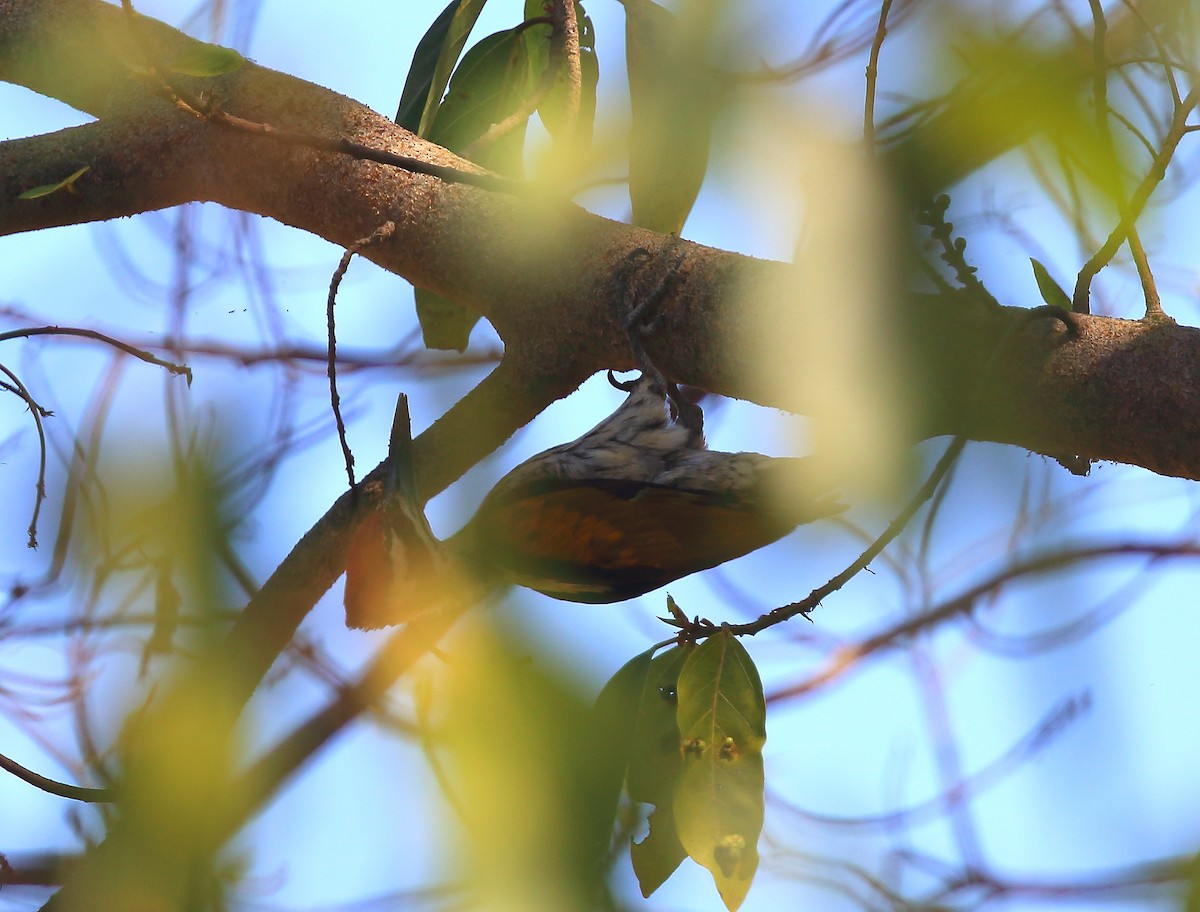 White-naped Woodpecker - David Barton