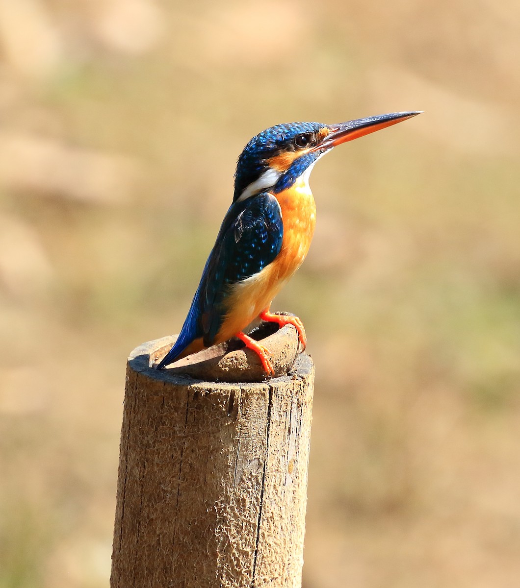 Common Kingfisher - ML51135381