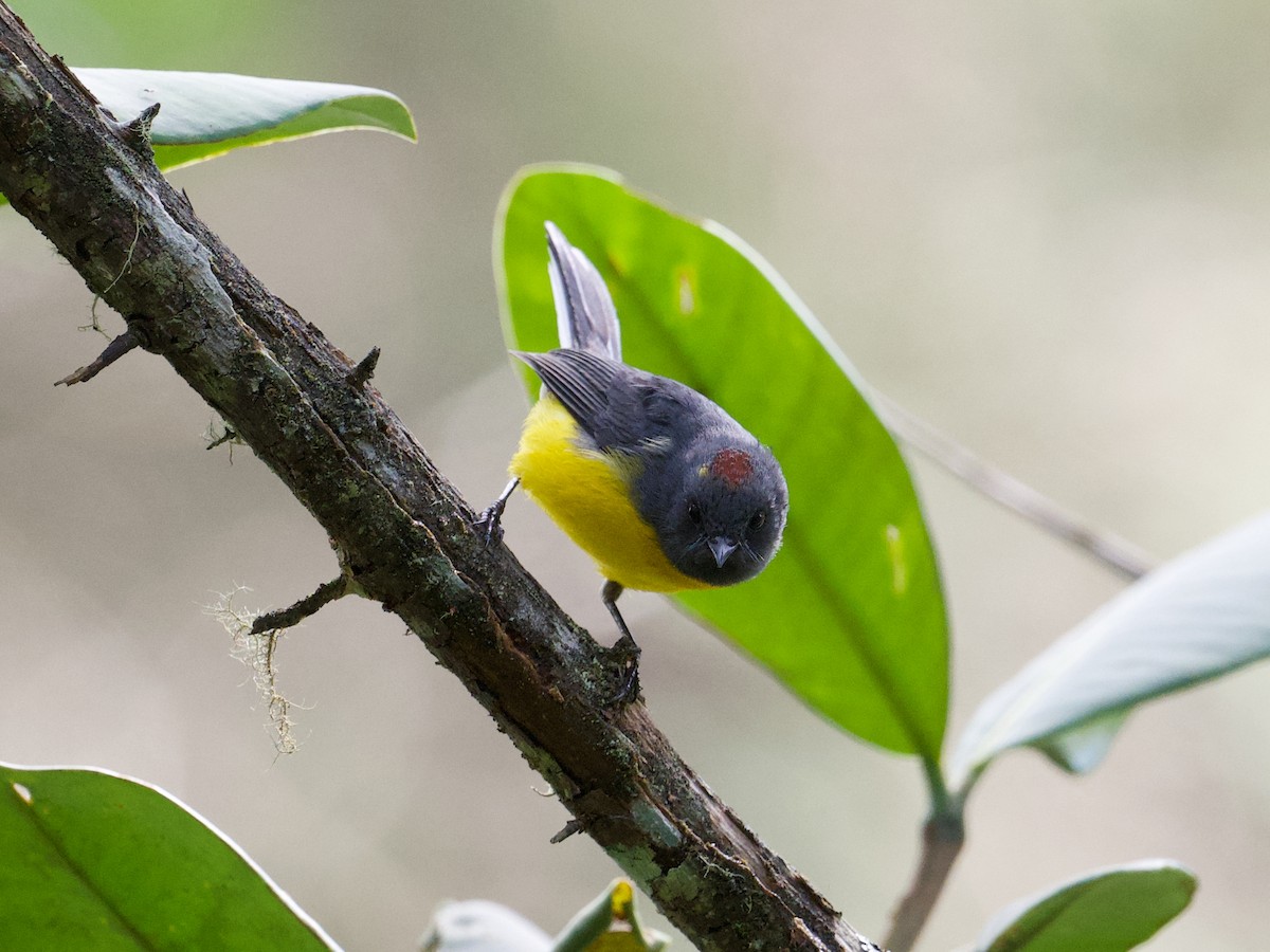 Slate-throated Redstart - ML511355621