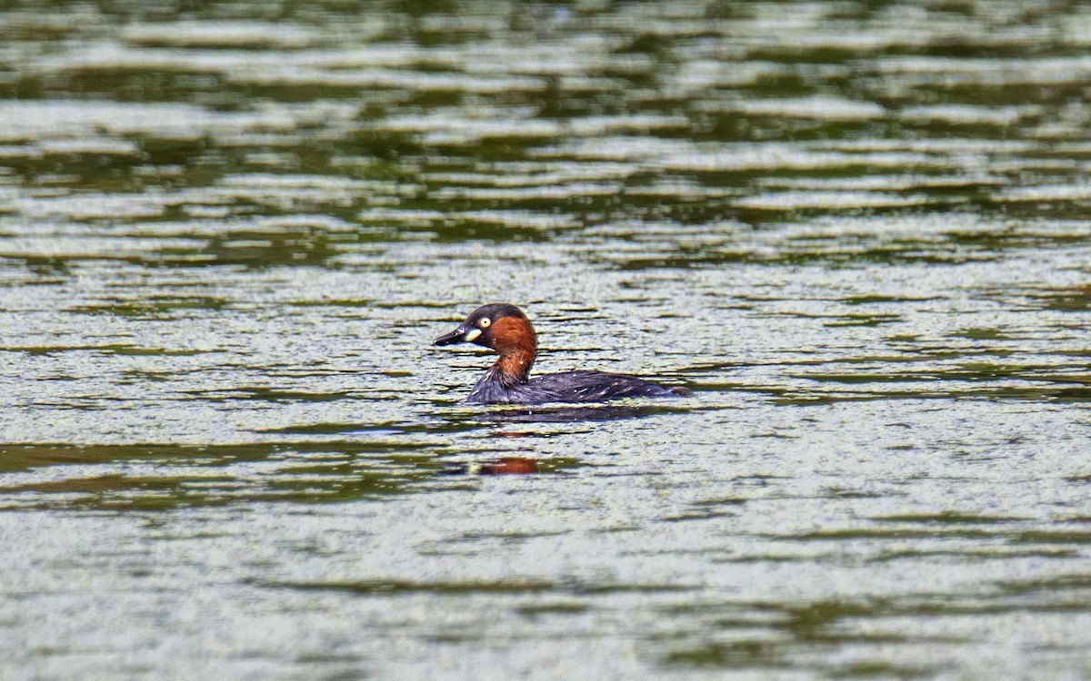 Little Grebe - ML511358171