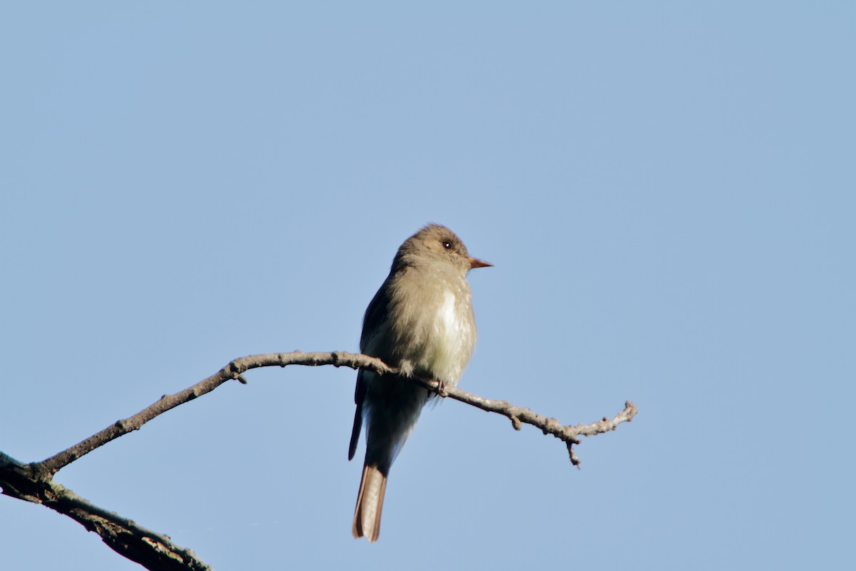 Western Wood-Pewee - Michael Brown