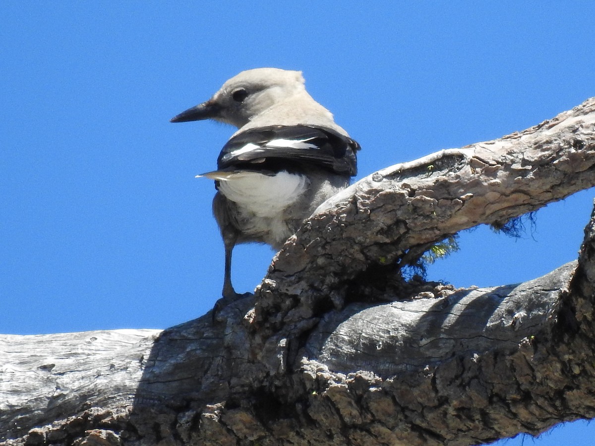 Clark's Nutcracker - Chris Wiles