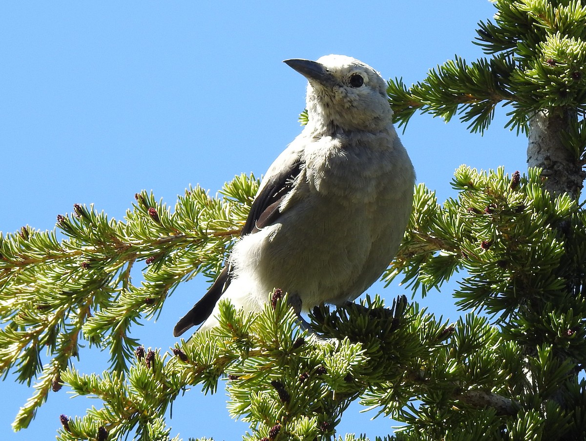 Clark's Nutcracker - ML511360951