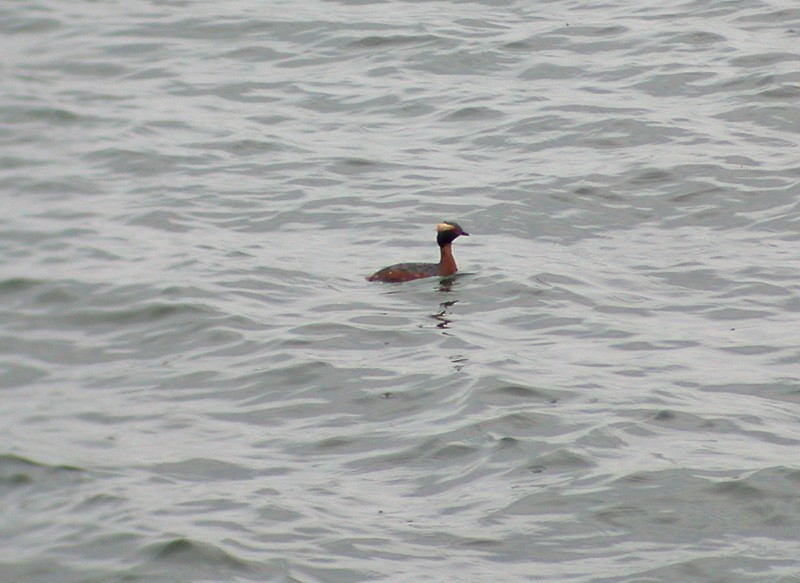 Horned Grebe - ML511361141