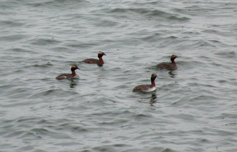 Horned Grebe - Sylvie Robert