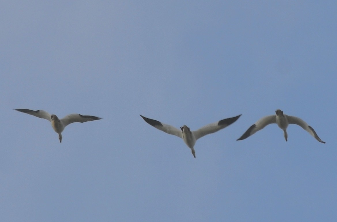 Snow Goose - Cyndy Hardaker