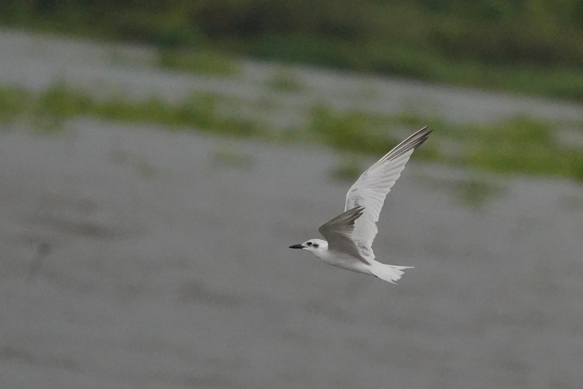 Laughing Gull - ML511361801