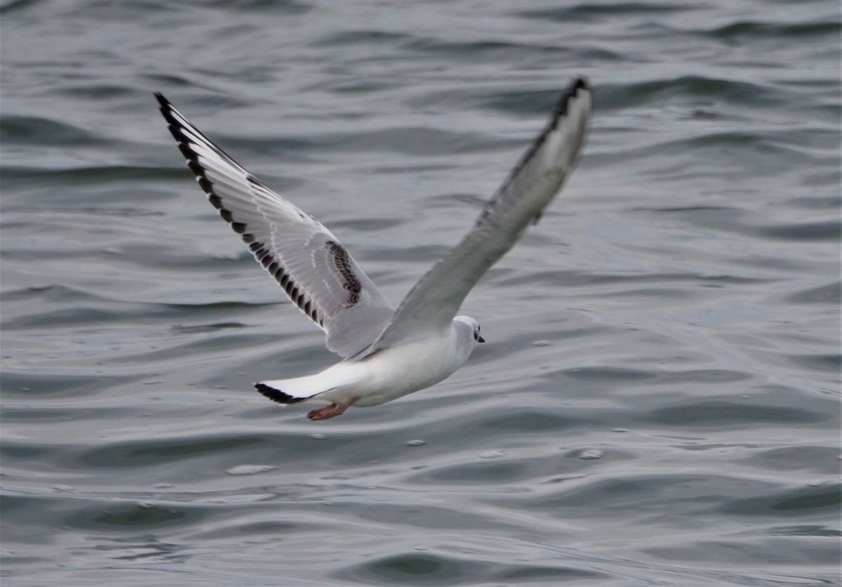 Bonaparte's Gull - ML511363021