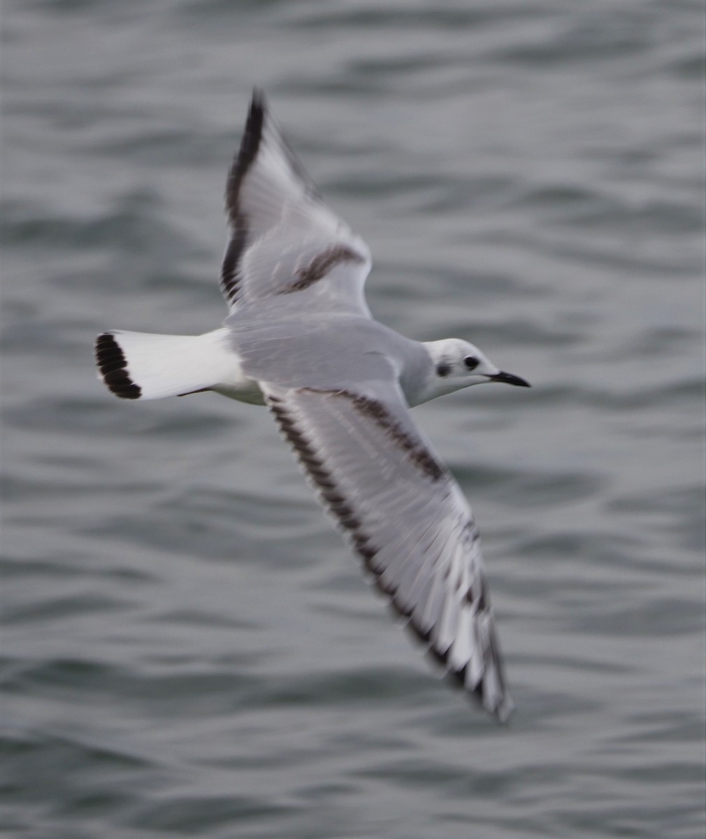 Bonaparte's Gull - ML511363041