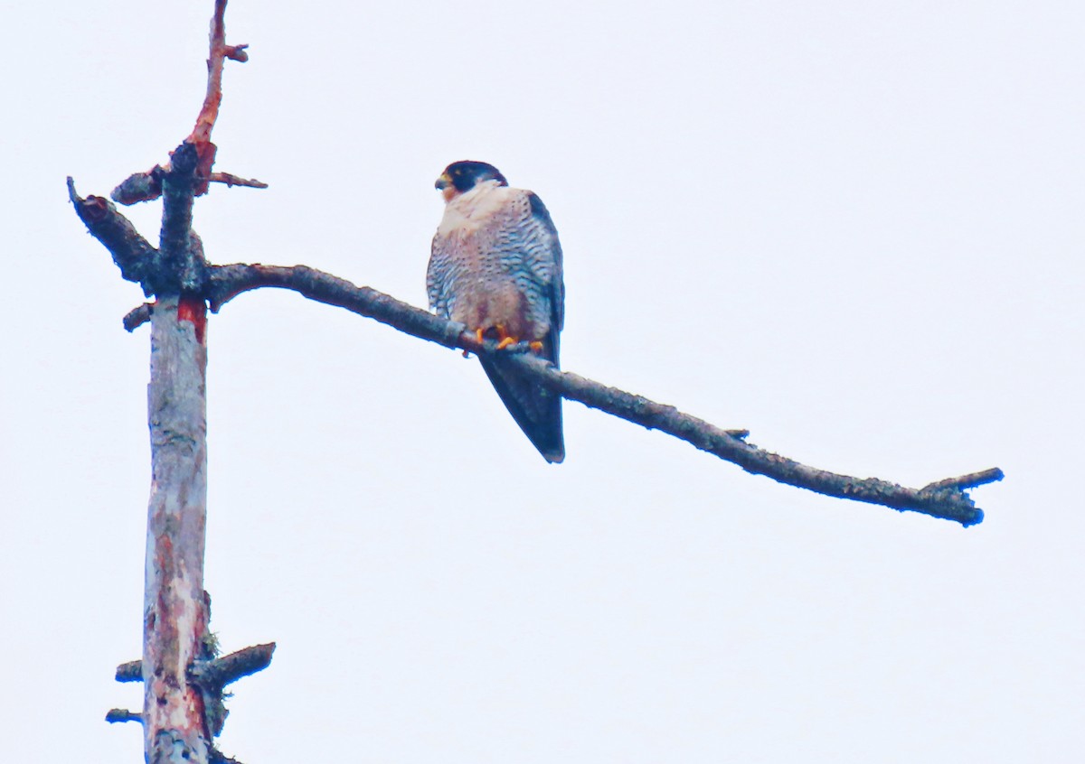 Peregrine Falcon - ML511363071