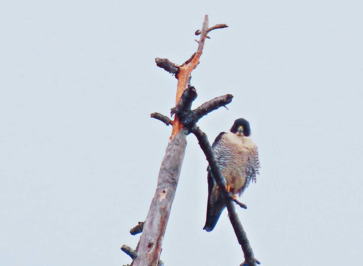 Peregrine Falcon - ML511363081