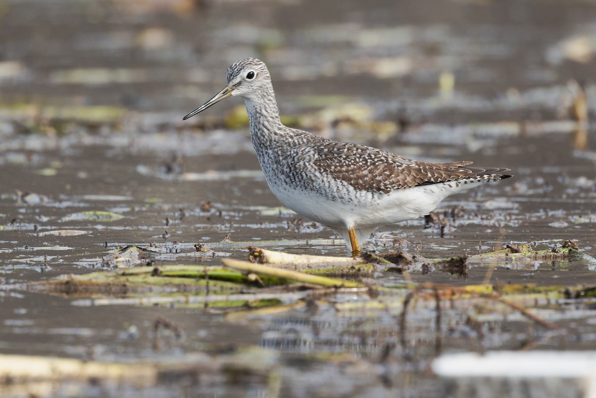 Greater Yellowlegs - ML511363401