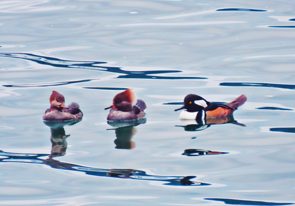 Hooded Merganser - ML511363651