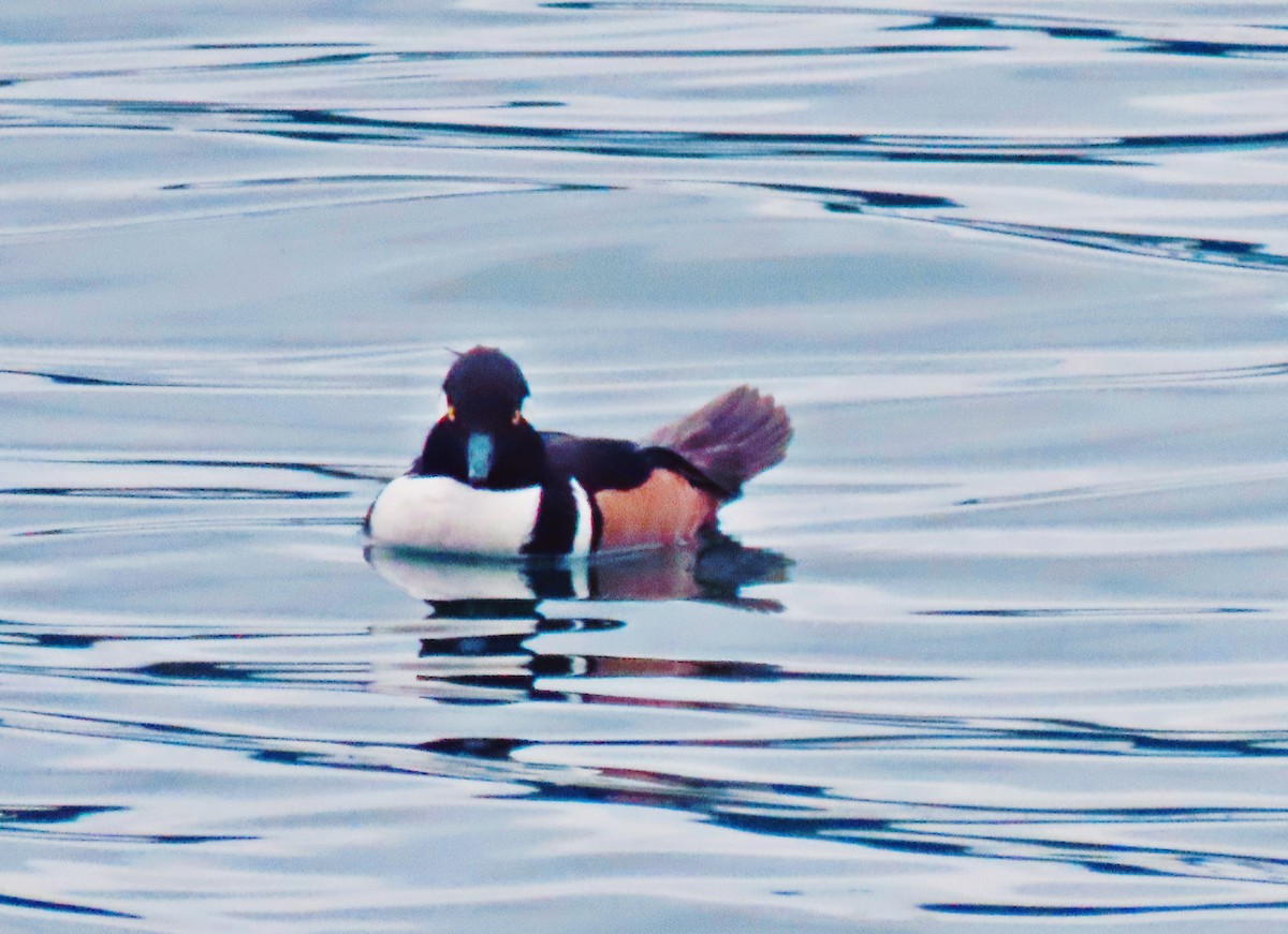 Hooded Merganser - ML511363661