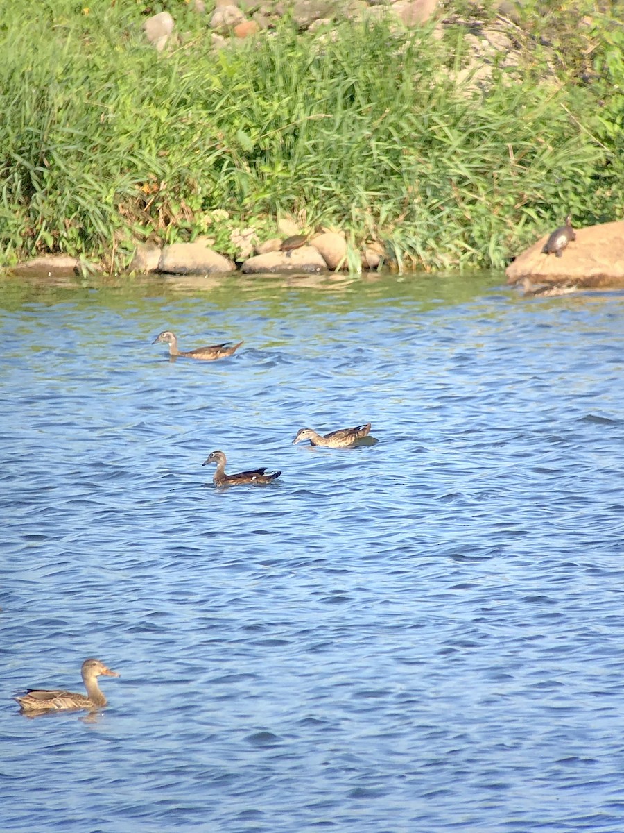 Wood Duck - ML511365501