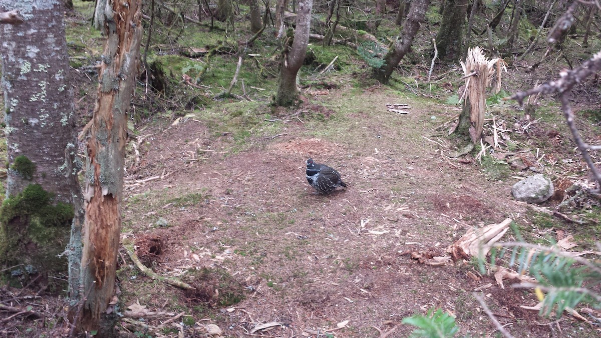 Spruce Grouse - ML51136561