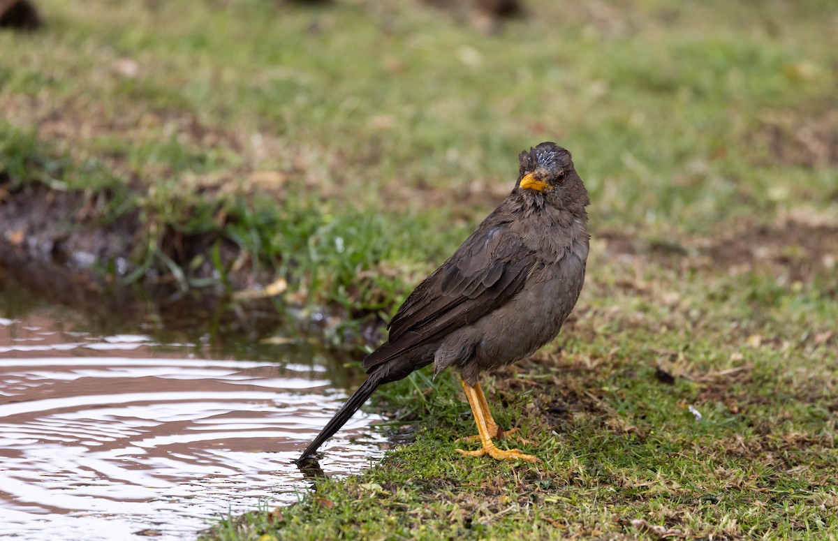 Chiguanco Thrush (chiguanco/conradi) - ML511367731