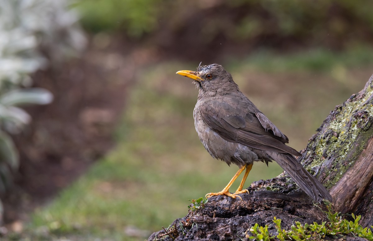 Chiguanco Thrush (chiguanco/conradi) - ML511367771